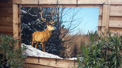 Tuinposter hert in tuin